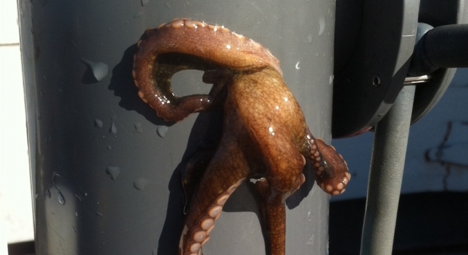 Octopus Hiding
