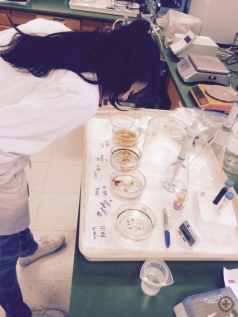 Three 11th grade students from Rio Mesa High School, Camarillo tested the impact of oil and Corexit on brine shrimp